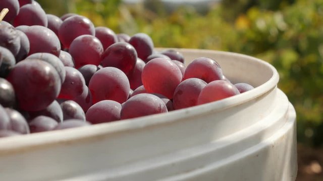 Shallow DOF backet of juicy common grape vine footage - Close-up of Vitis vinifera fruit after harvest