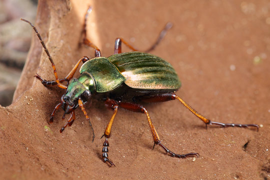 Insecte scarab&eacute;e col&eacute;opt&egrave;re &agrave; la carapace verte m&eacute;tallis&eacute;e aux grandes antennes. Grand carabe dor&eacute; espagnol.