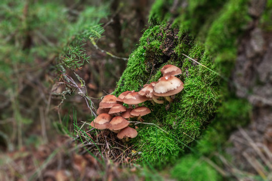 Family of brown mushrooms on a tree trunk in an autumn forest.
