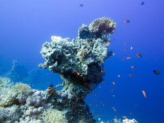 Fototapeta na wymiar Unterwasser Aufnahmen