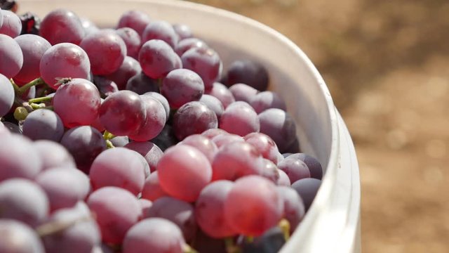 Vitis vinifera fruit after harvest close-up footage - Shallow DOF backet of juicy common grape vine