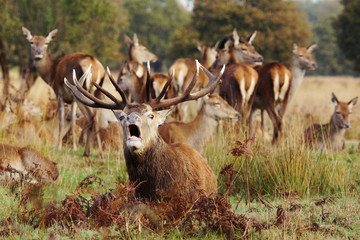 Red Deer, Cervus elaphus, Deers