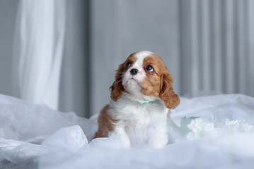 Cavalier King Charles Spaniel