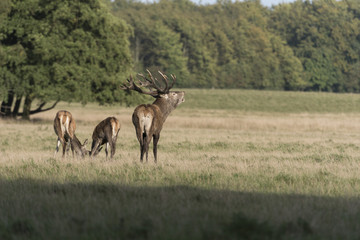 Naklejka na ściany i meble Red Deer (Cervus elaphus) calling stag, Royal Deer Park, Klampenborg, Copenhagen, Denmark