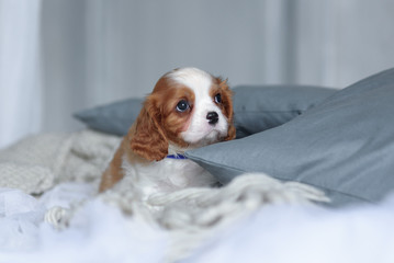Cavalier King Charles Spaniel