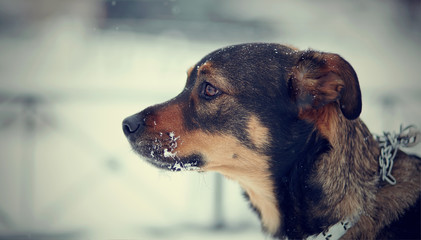 Portrait of not purebred dog