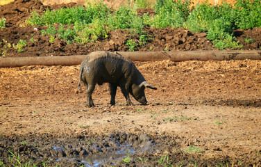 muddy pig