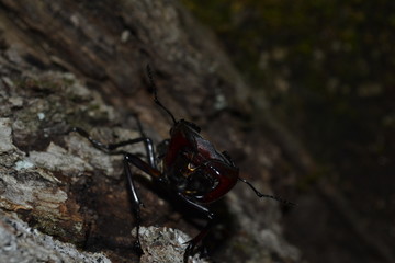 Rhinoceros beetle