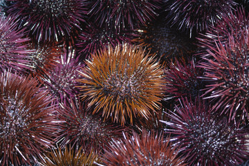 Sea urchins. Sardinia (Italy)