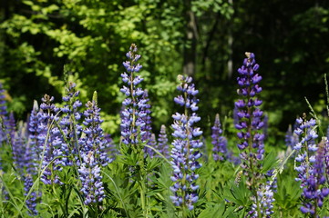 Obraz premium lupine