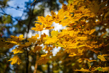 Photo from below autumnal tree and sky