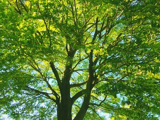 Obraz premium 美しい広葉樹