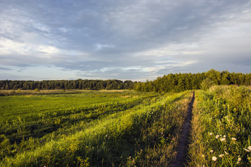 Fototapeta na wymiar Path through the meadows to the forest