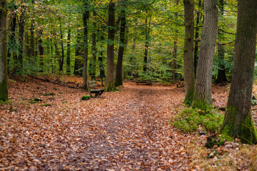 Foliage scene in an autumn forest with various details.