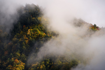 Autumn forest in Mestia,Georgia