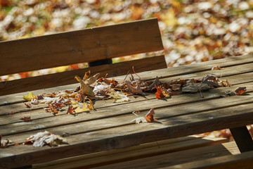 autumn leaf on wooden bench