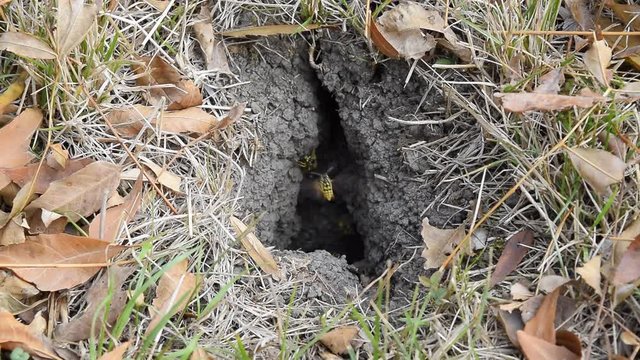Wasps fly into their nest. Mink with an aspen nest. Underground wasps. The entrance to the aspen nest is near.