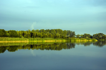 Trees on the shore of the lake
