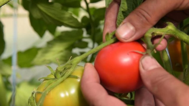 Close-up shot of farmers hands gathering tomatoes in greenhouse. Agriculture and farming