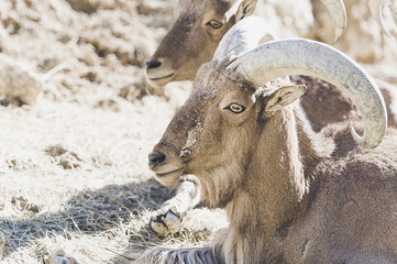 Mouflon à manchettes