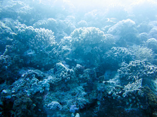 Unterwasser Ägypten