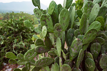 Cactus of Opuntia genus