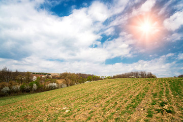 Spring field and sprouted wheat