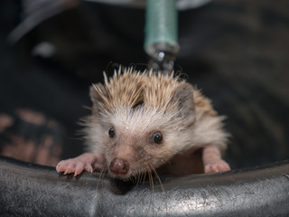 The cute hedgehog is being clean-up with water by the owner