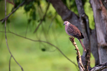Spotted Dove or Streptopelia chinensis