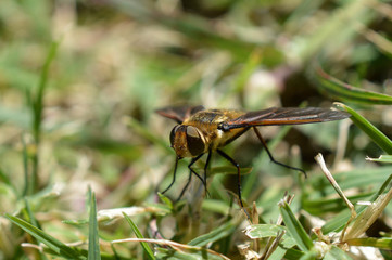 macro photo of the compound eyes on a brown bee 