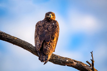 Steppe eagle or Aquila nipalensis sits on a tree