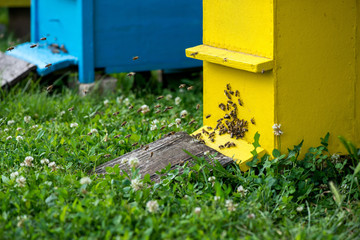 Hives in the apiary