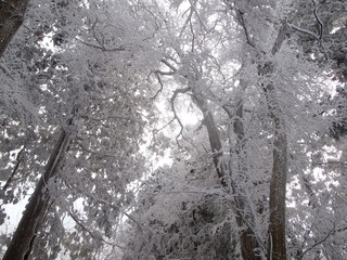 雪に覆われた木々