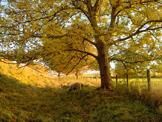 Obraz premium Sheep near stone circle in Avebury, England