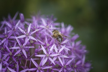 A Bee Pollinating an Allium Flower