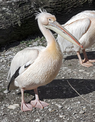 White pelican. Latin name - Pelicanus onocrotalus