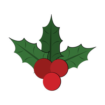 holly berries christmas related icon image vector illustration design 