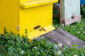 Obraz na płótnie Canvas Hives in the apiary