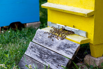 Hives in the apiary