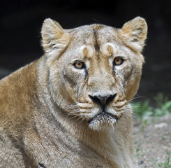 Portrait of a lioness. Latin name - Panthera leo