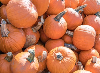 Pile of Pumpkins