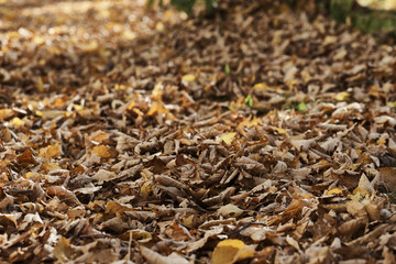 Autumn motives, Yellow, brown and red leaves on the ground, blur, selective focus 3