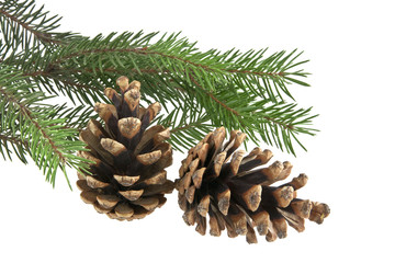 branch of Christmas tree with cones isolated on white background