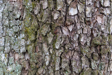 Fototapeta premium Tree bark texture. Wood background