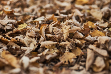 Autumn motives, Yellow, brown and red leaves on the ground, blur, selective focus
