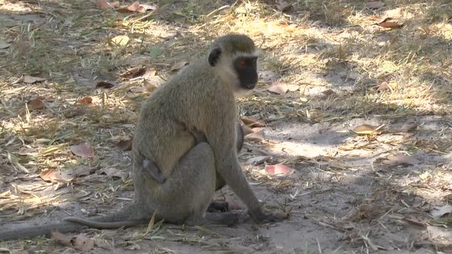 Affen in der Hotelanlage in Kenia