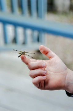 A dragon fly is perched on top of a child's finger