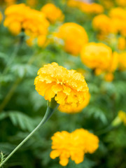 Marigold in garden