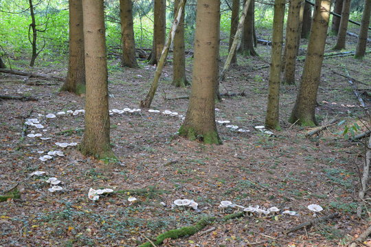 Hexenkreis im Wald