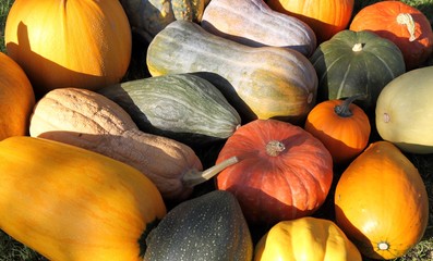 Squash and pumpkins